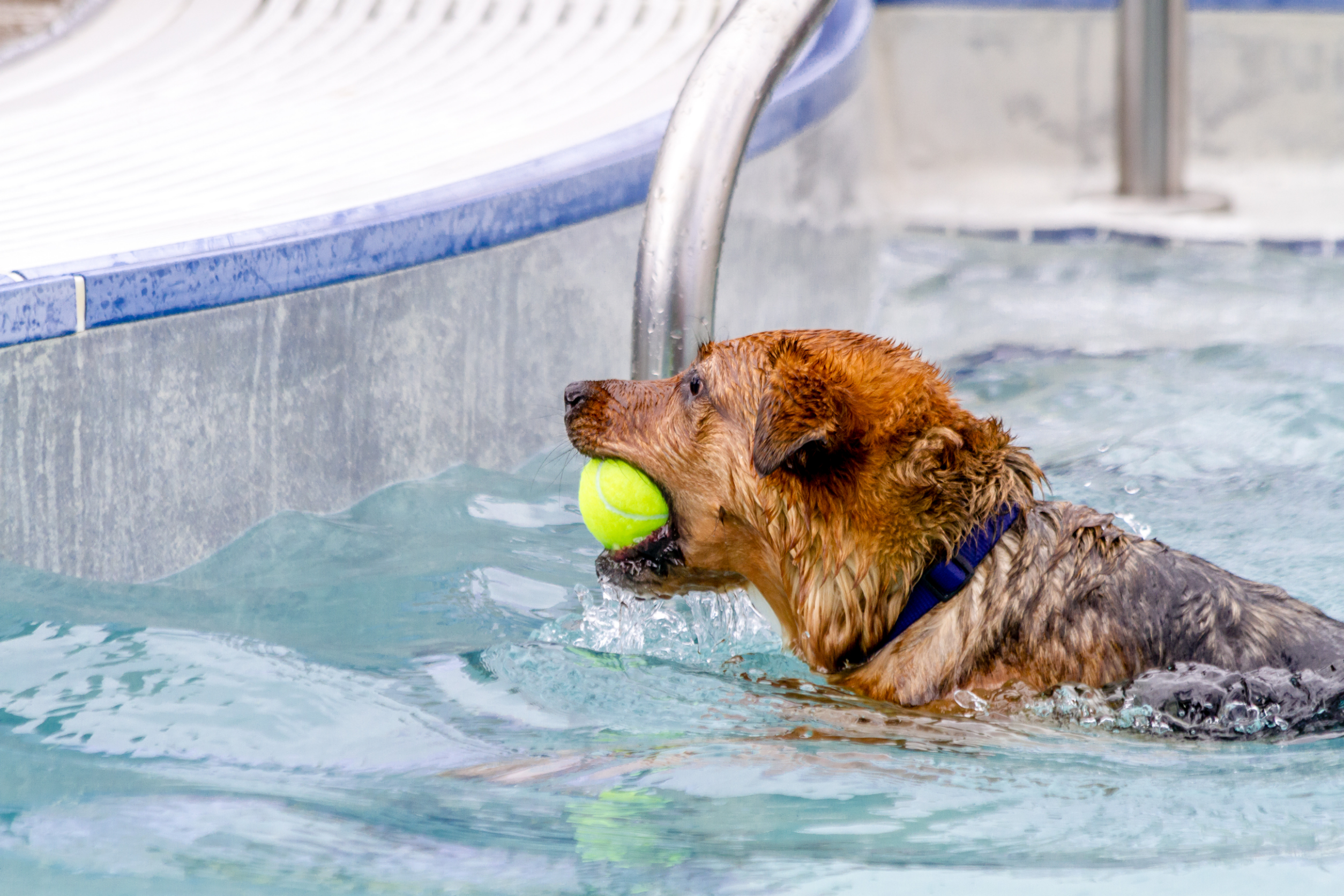 hydrotherapy dog pool helping canine